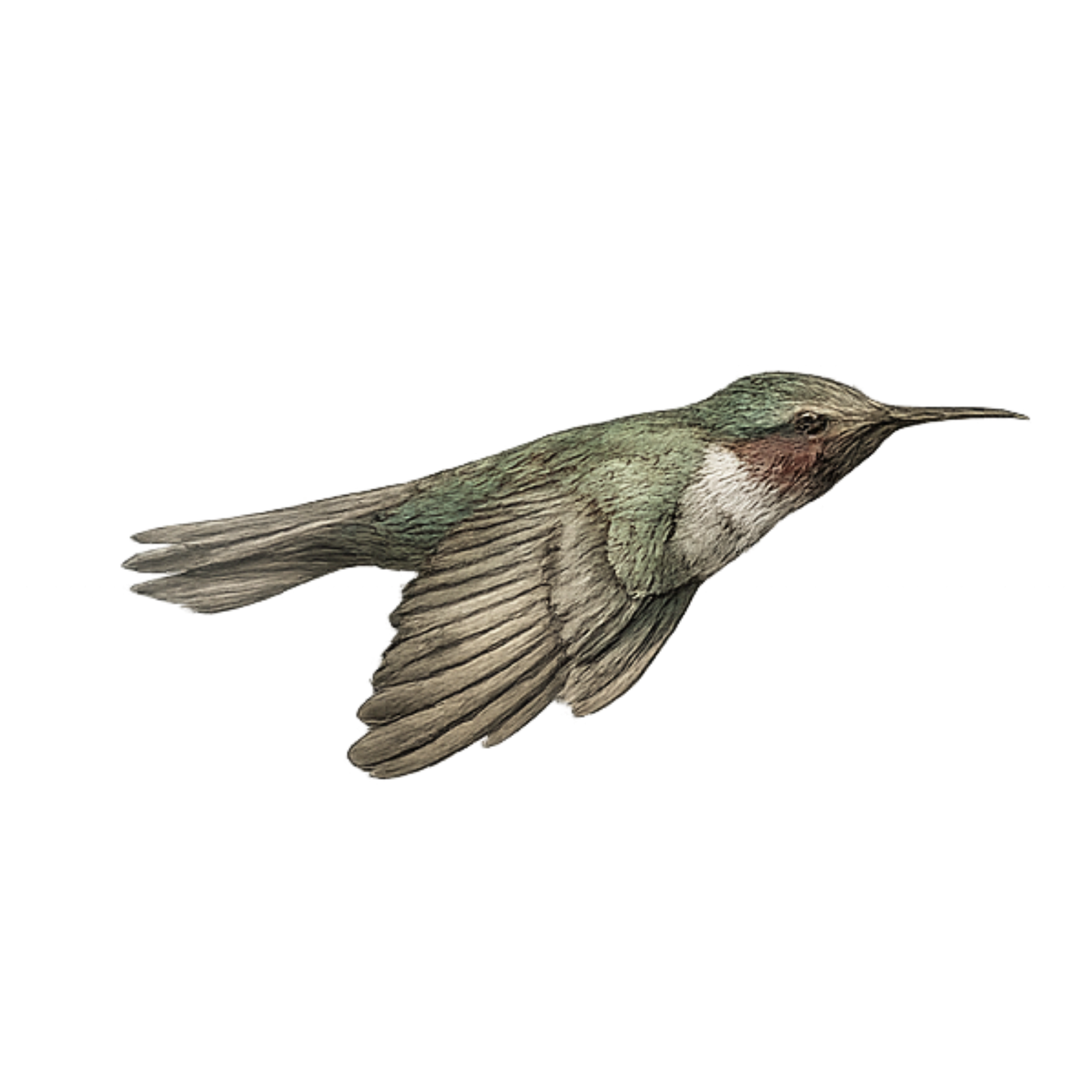 The hummingbird