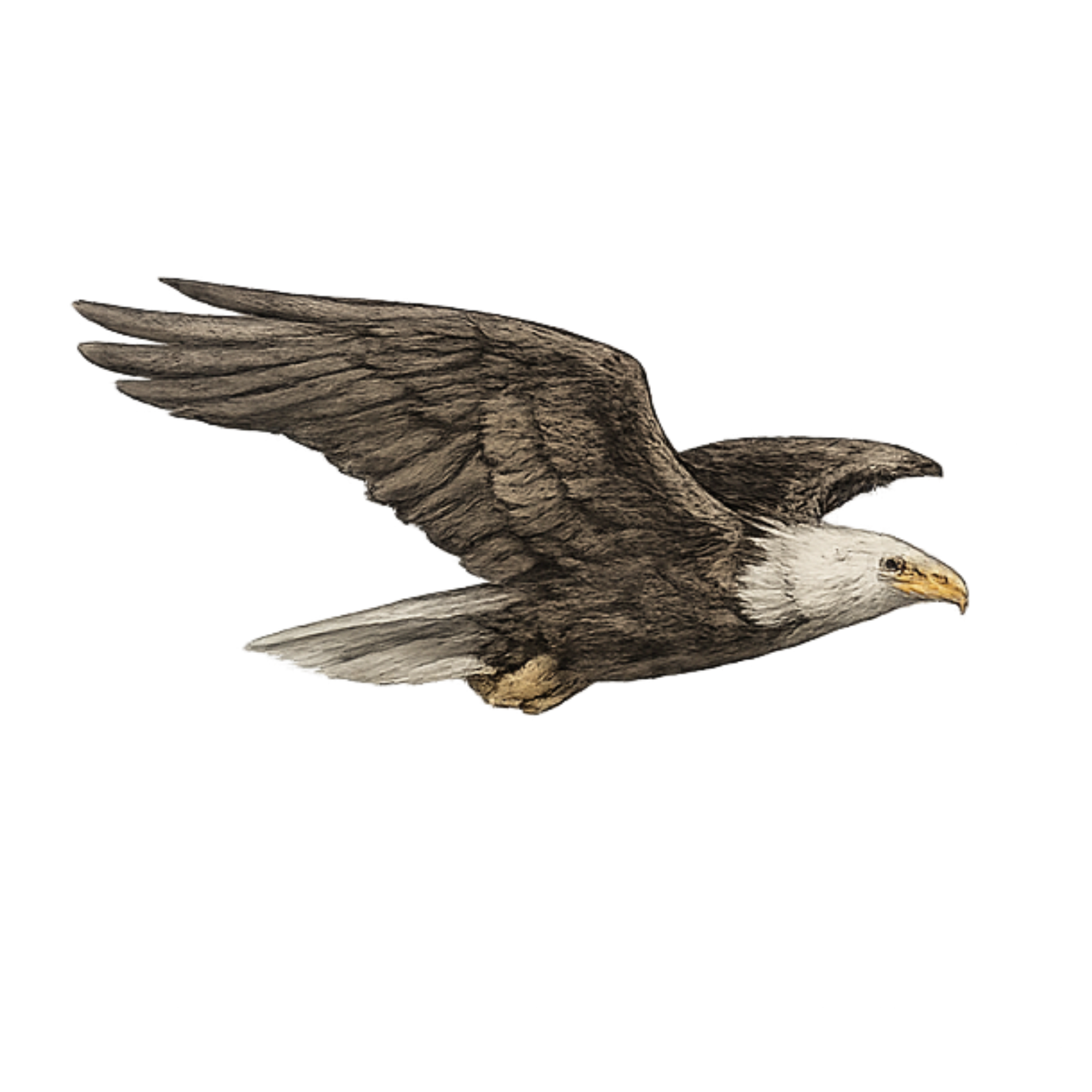 The eagle